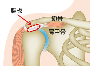 腱板とは